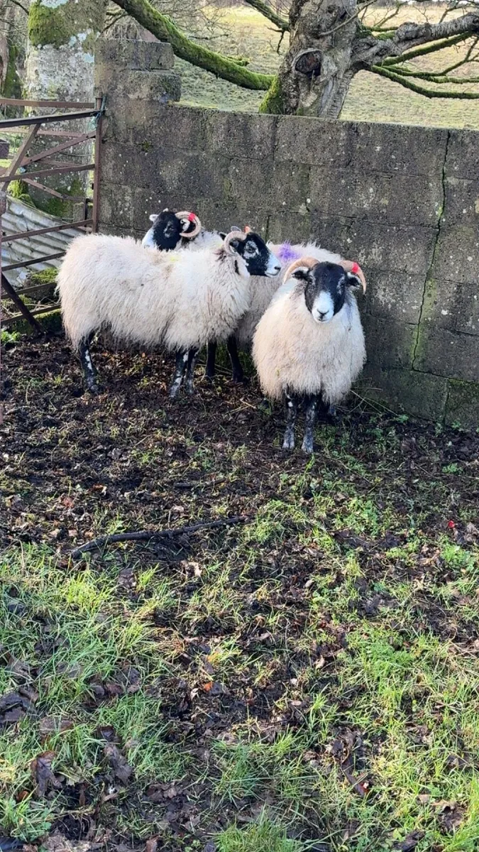 in-lamb Sheep