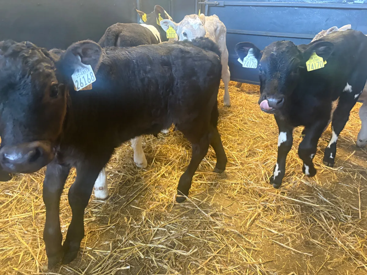 7 continental bull calves - Image 2