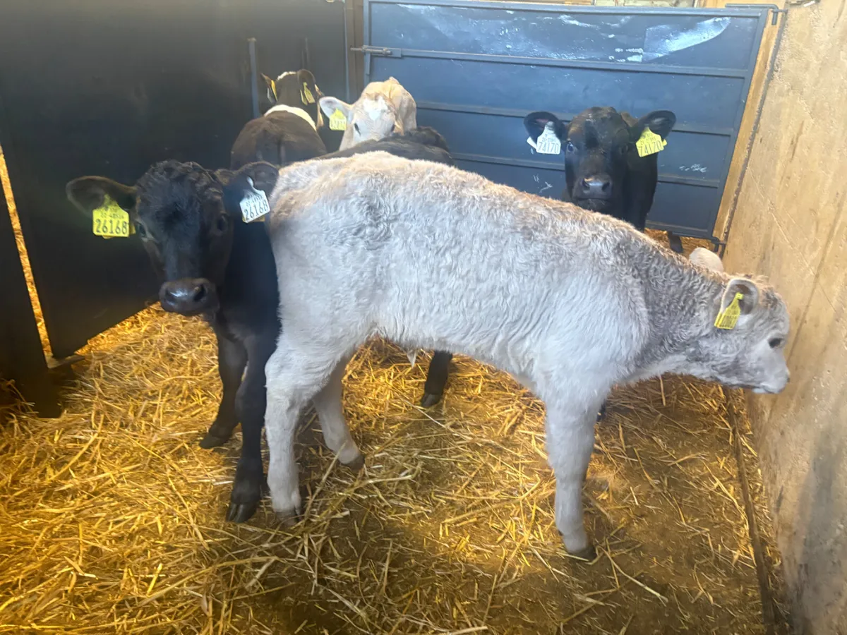 7 continental bull calves - Image 3