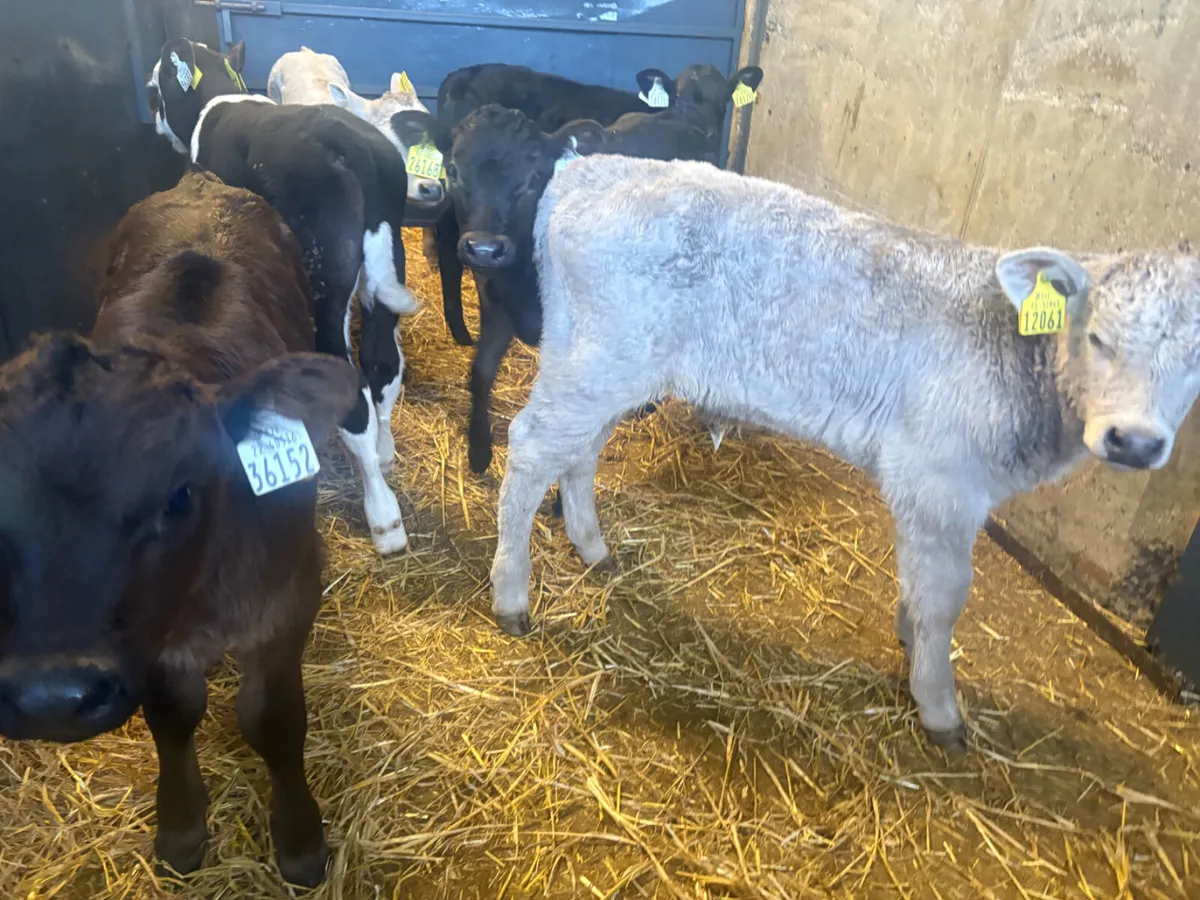 7 continental bull calves - Image 1