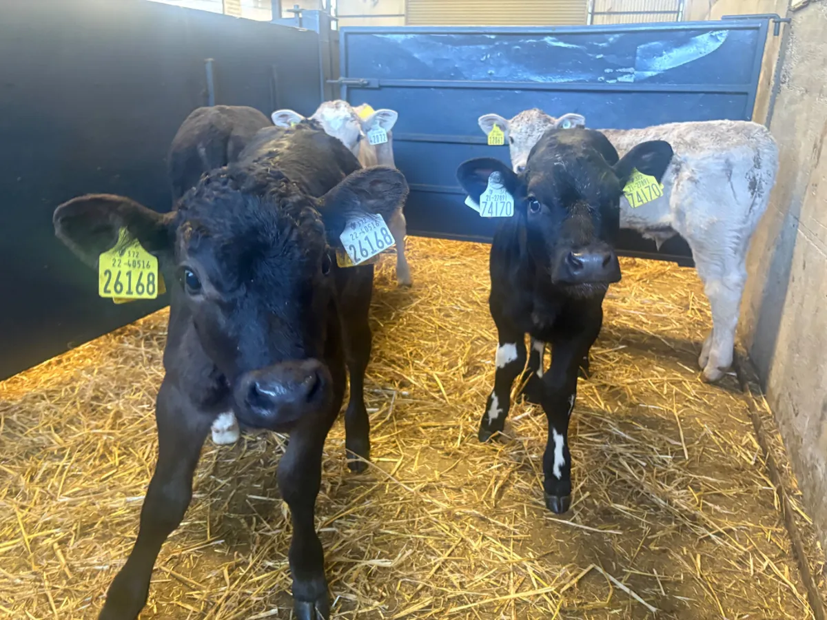 7 continental bull calves - Image 4