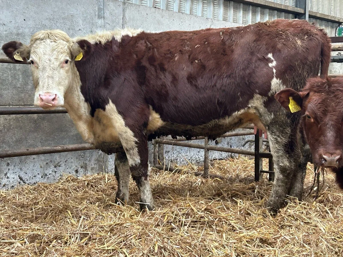 5 star ⭐️⭐️⭐️⭐️⭐️ calved heifer and heifer calf - Image 1
