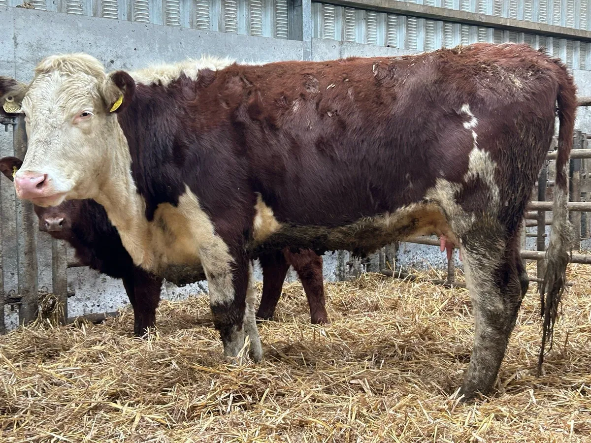 5 star ⭐️⭐️⭐️⭐️⭐️ calved heifer and heifer calf - Image 2