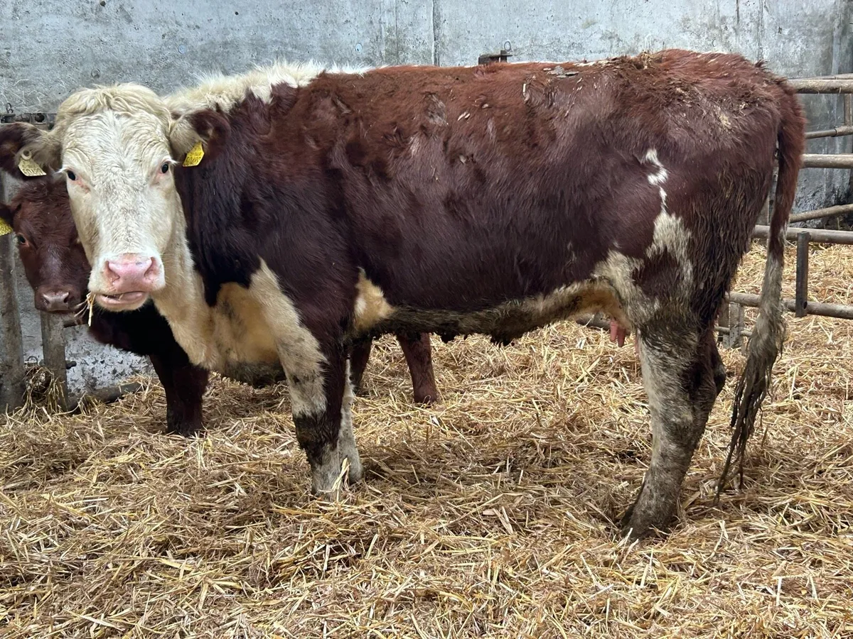 5 star ⭐️⭐️⭐️⭐️⭐️ calved heifer and heifer calf - Image 3