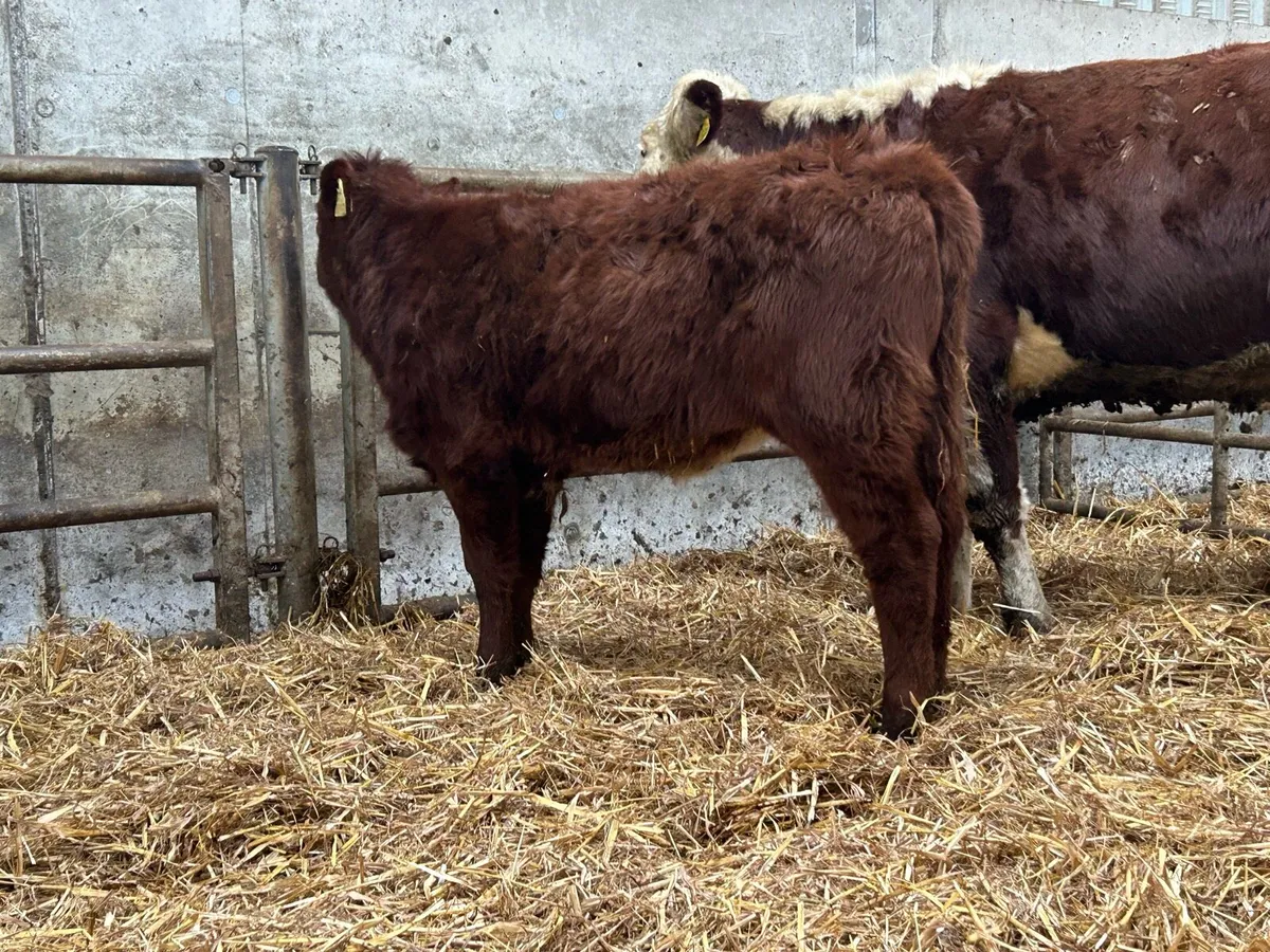 5 star ⭐️⭐️⭐️⭐️⭐️ calved heifer and heifer calf - Image 4