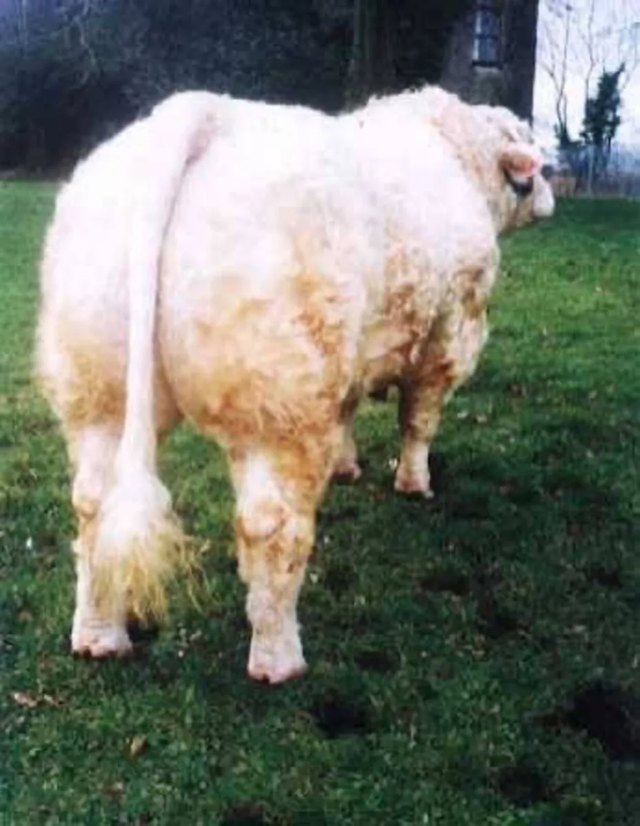 Bulls ~ Prime Beef Genetics Sale - Image 2