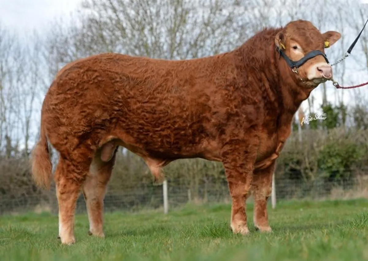 Bulls ~ Prime Beef Genetics Sale - Image 1
