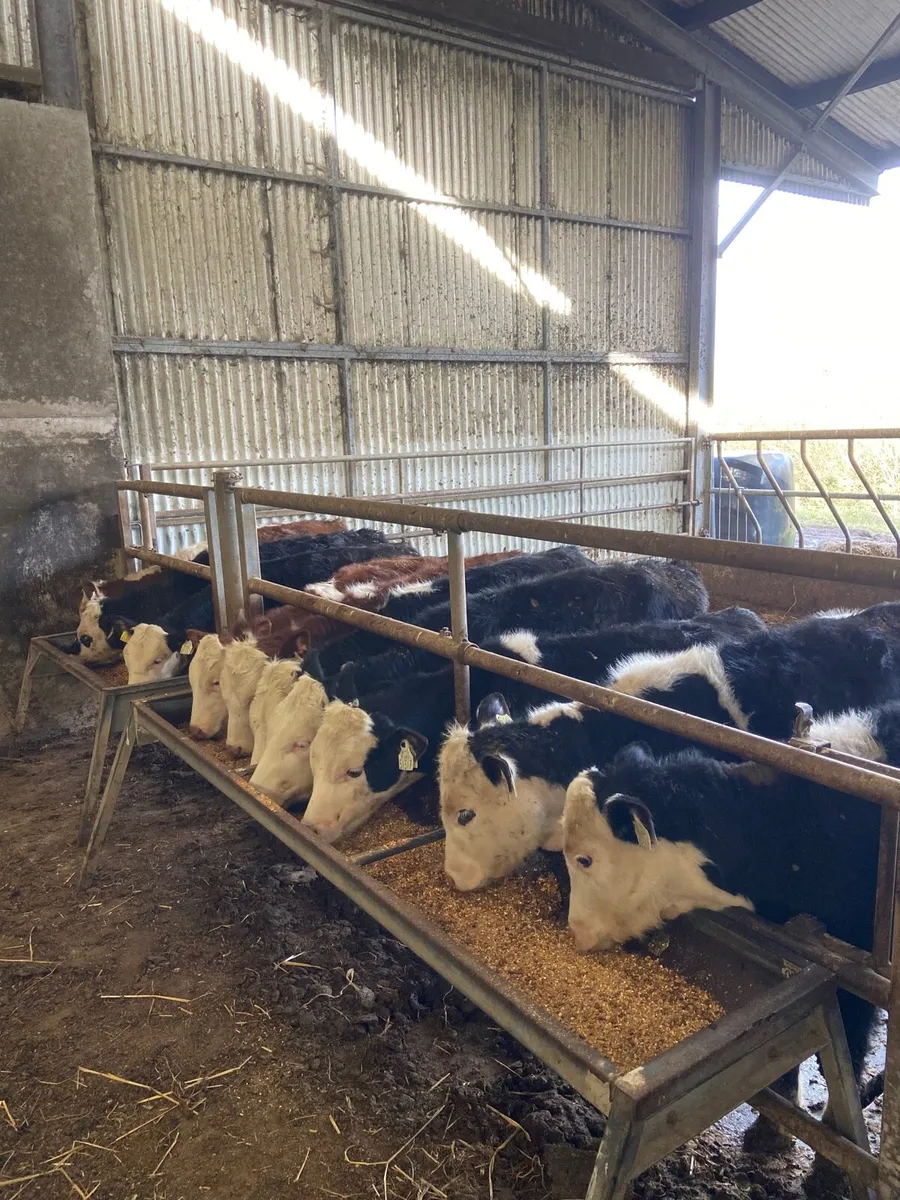 10 quality Hereford weanlings - Image 1