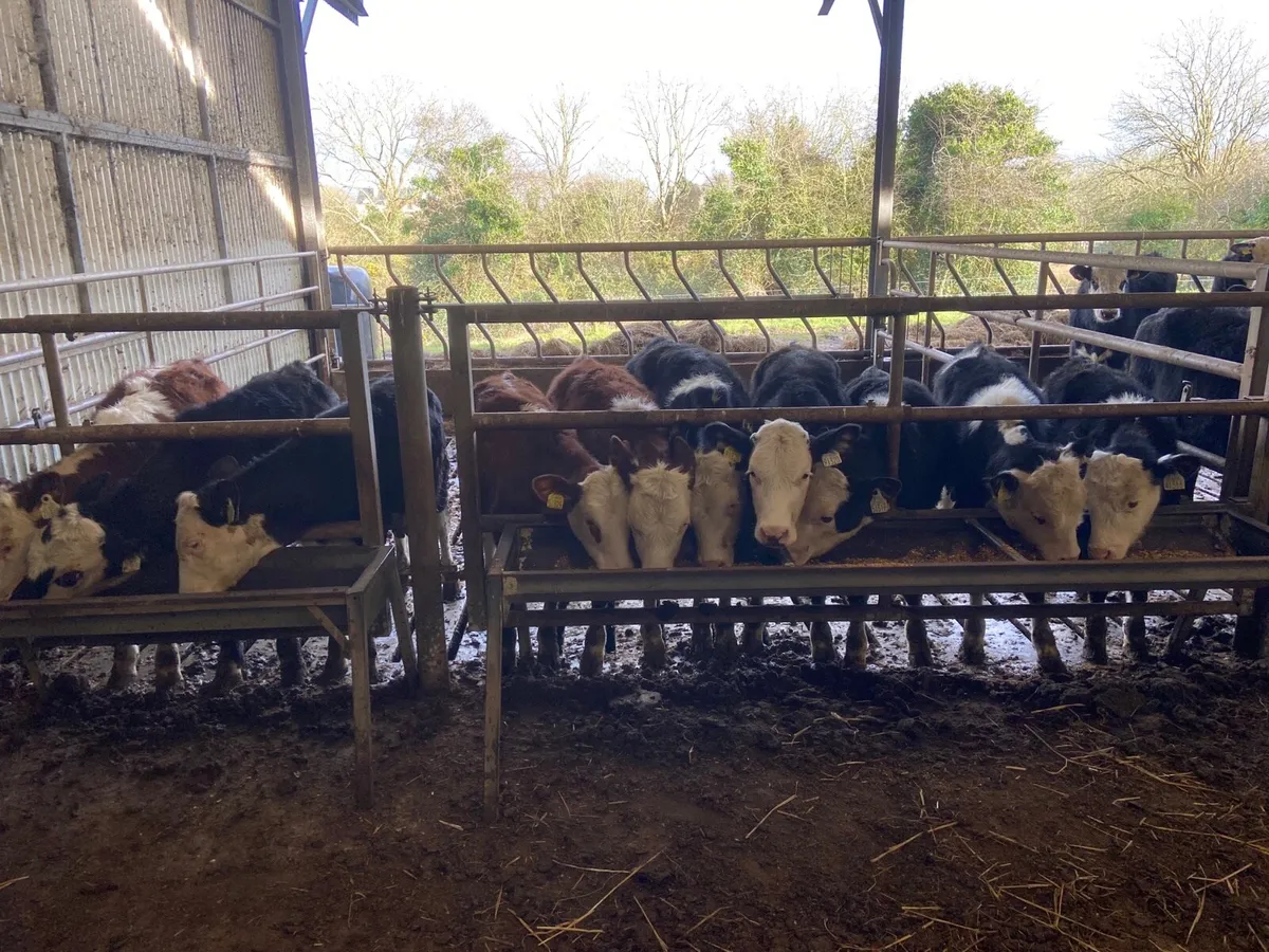 10 quality Hereford weanlings - Image 2