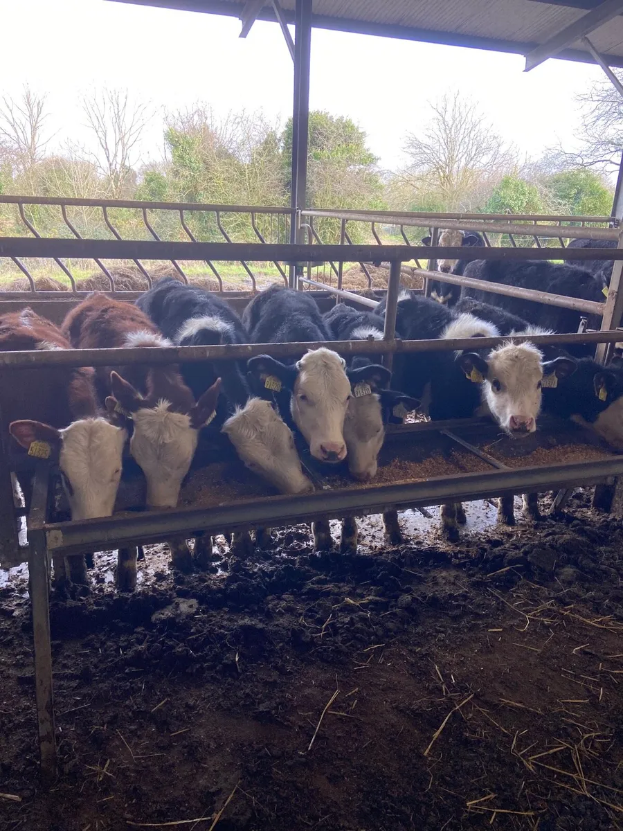 10 quality Hereford weanlings - Image 3