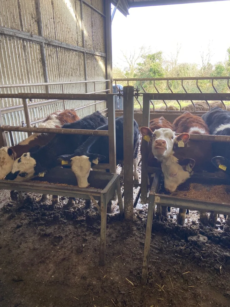 10 quality Hereford weanlings - Image 4