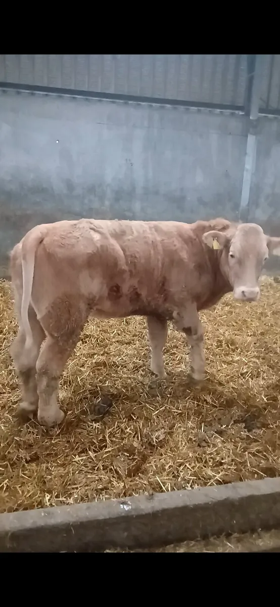 Chancey Heifer 450kgs €1100 - Image 1