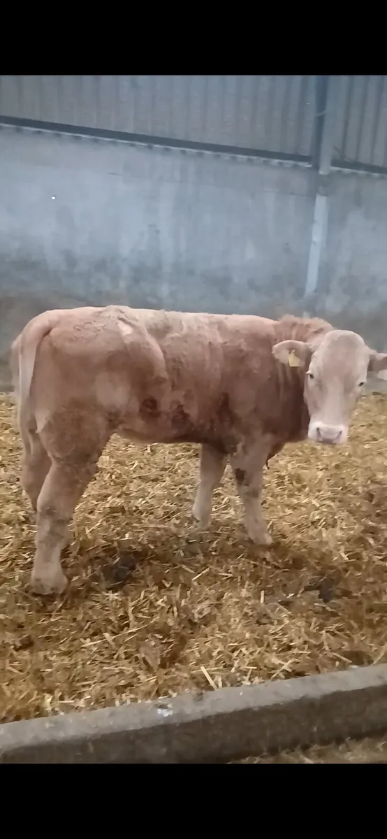 Chancey Heifer 450kgs €1100 - Image 2