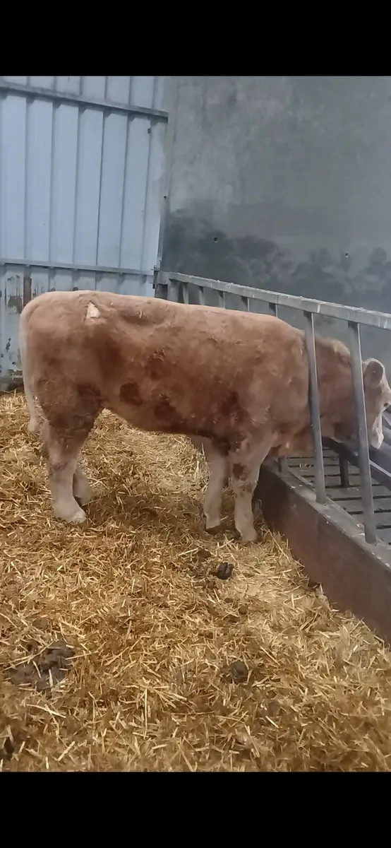 Chancey Heifer 450kgs €1100 - Image 3