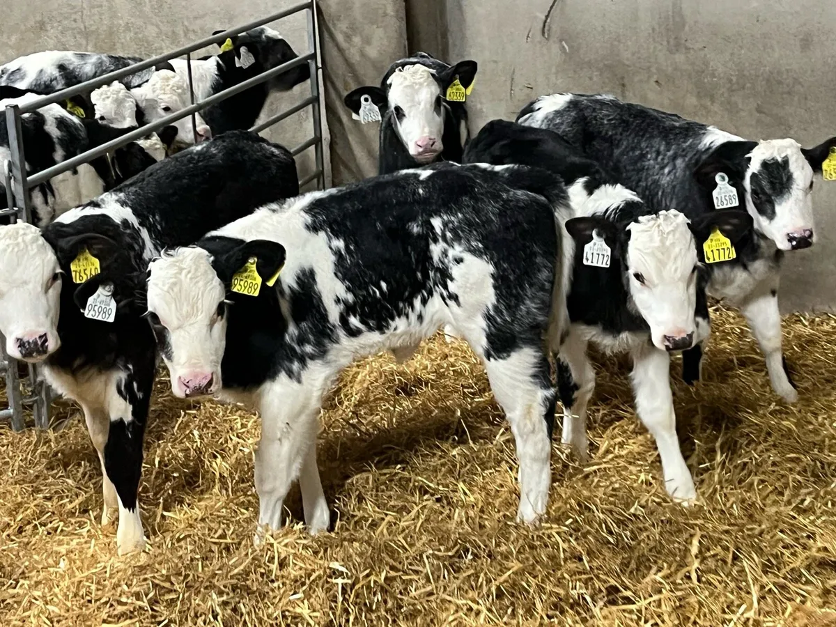 Calves For Sale - Image 3