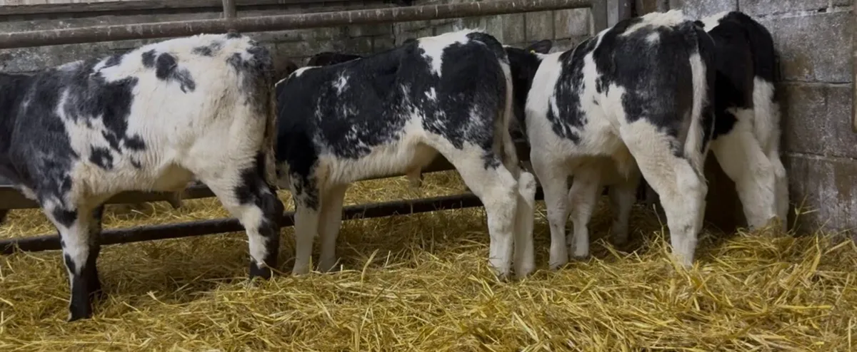 14 quality AI bred bull calves - Image 1