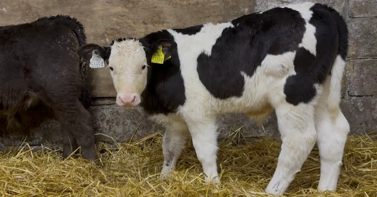 14 quality AI bred bull calves - Image 2