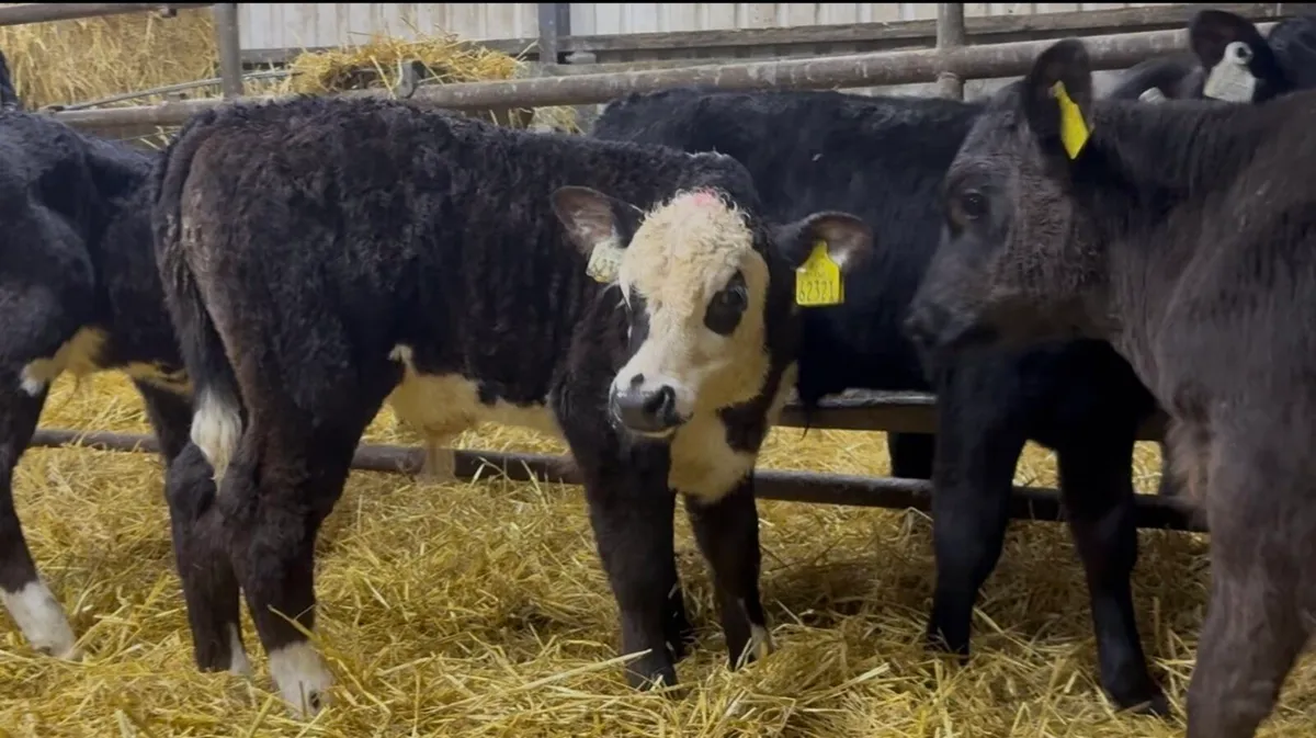 14 quality AI bred bull calves - Image 4