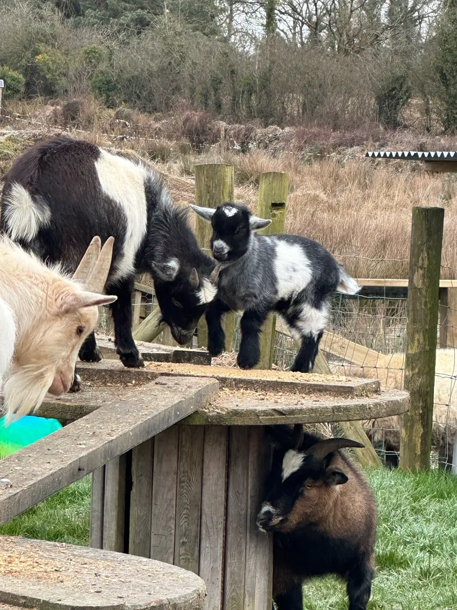 Kid Pygmy Goat - Image 2