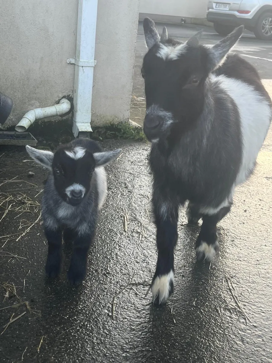Kid Pygmy Goat - Image 3