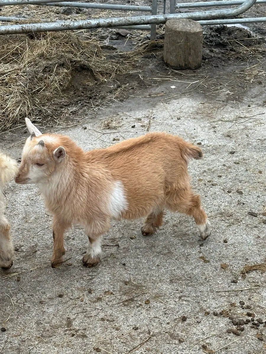 Kid Pygmy Goat - Image 4