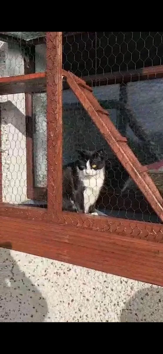 Bespoke Catios for your feline friend for sale - Image 2