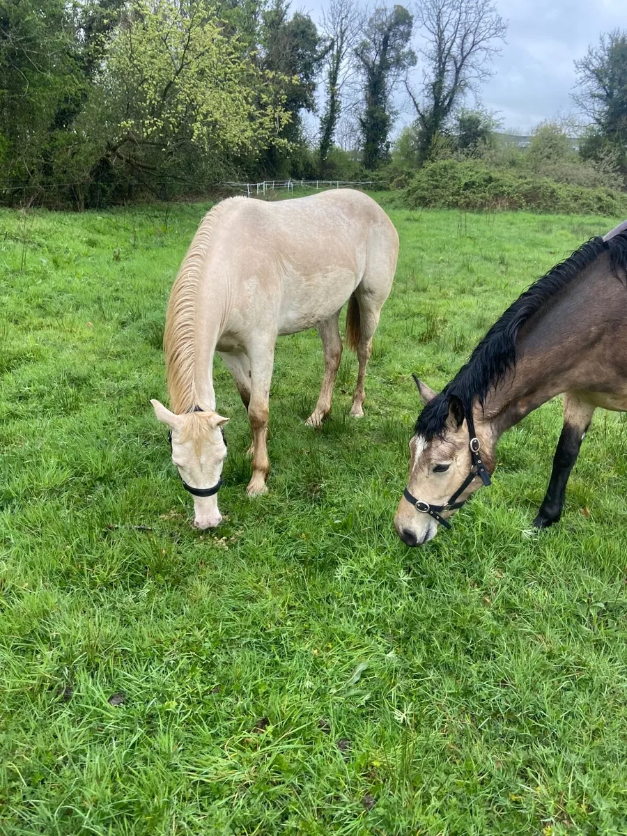 Connemara filly - Image 1