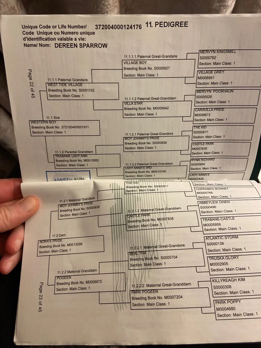 Connemara filly - Image 3