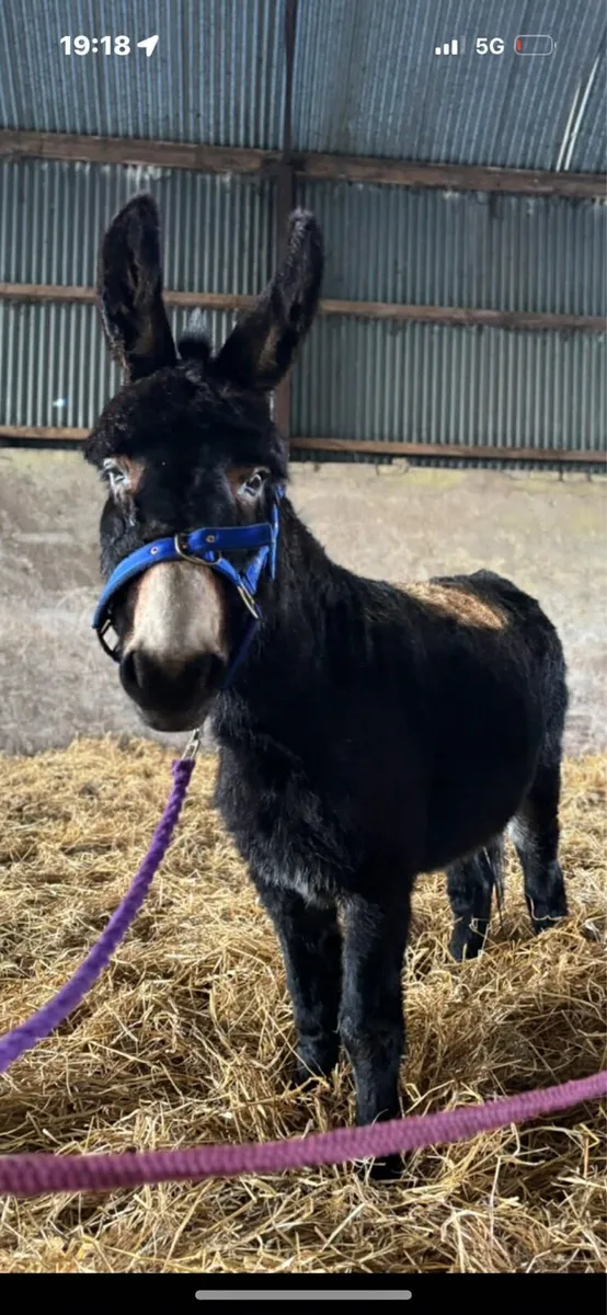 2x stunning mare donkeys - Image 2