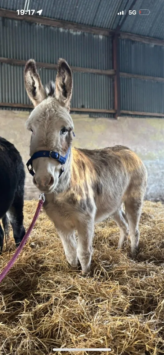 2x stunning mare donkeys - Image 1