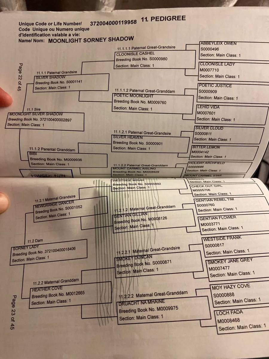 Connemara filly - Image 4