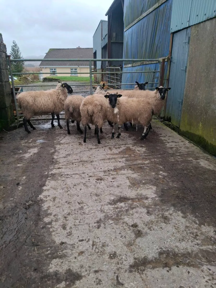 Milford x ewe lambs - Image 2