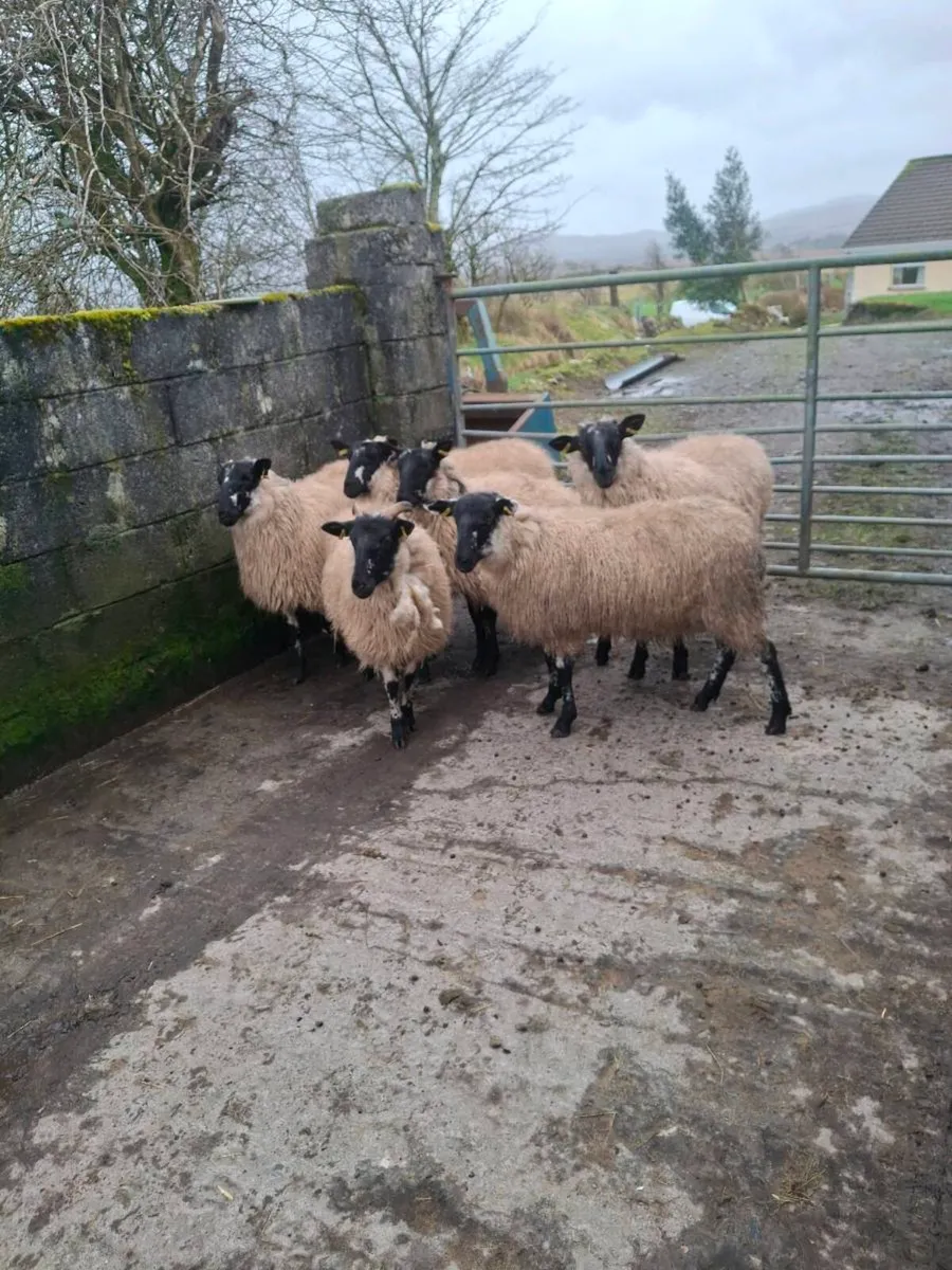 Milford x ewe lambs - Image 3