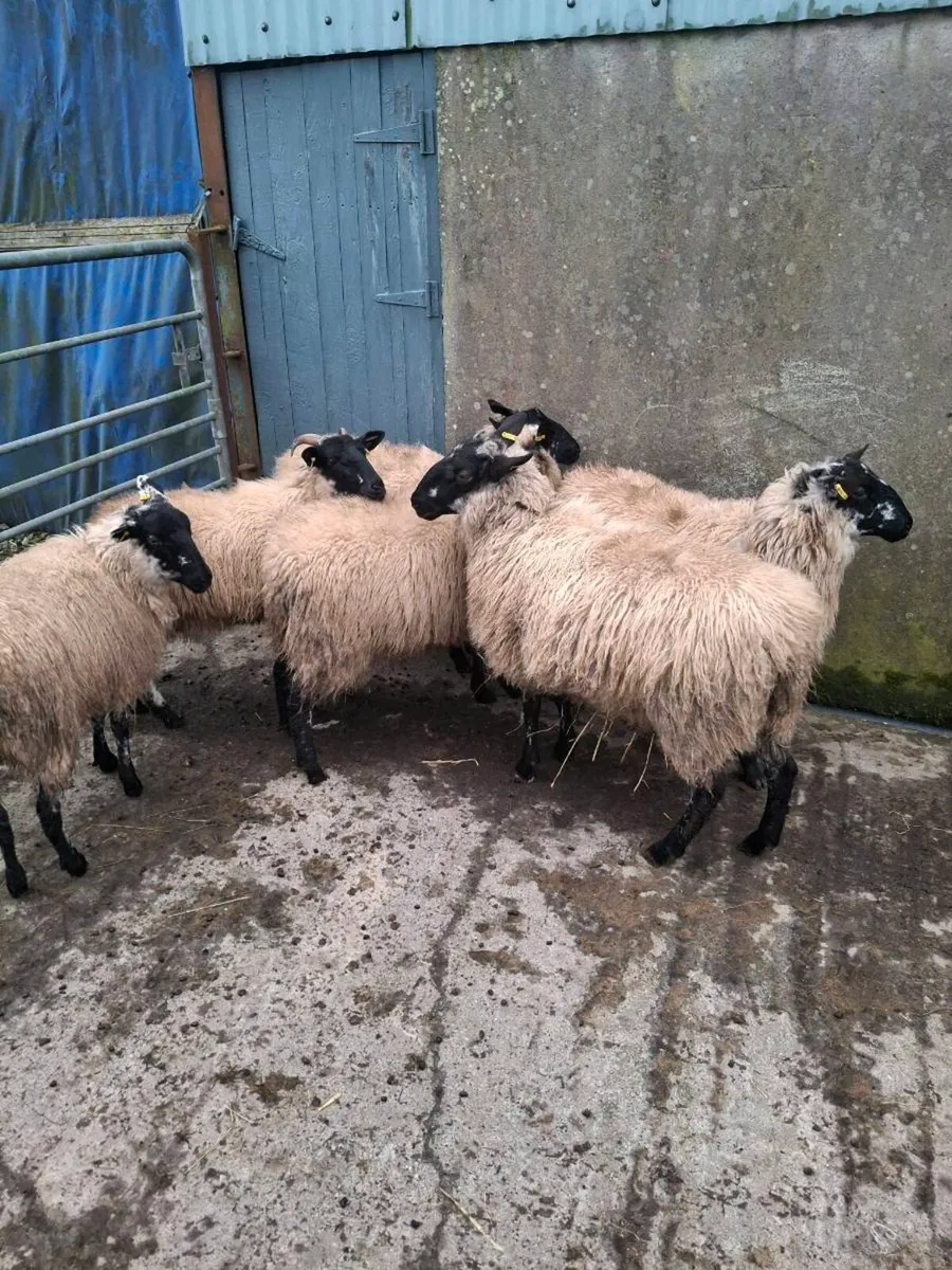 Milford x ewe lambs - Image 1