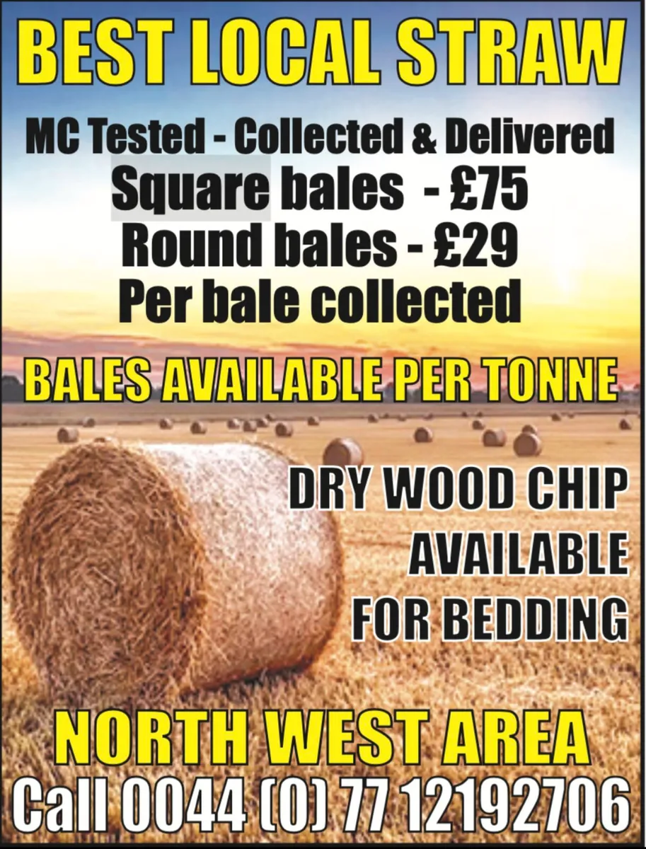 Straw wheat barley Square round bales - Image 2