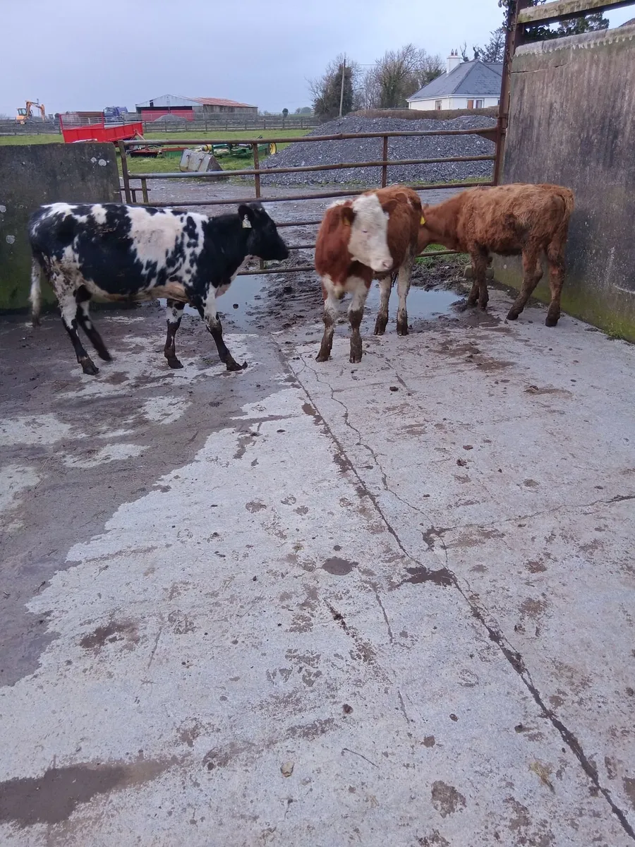 Heifers - Image 2