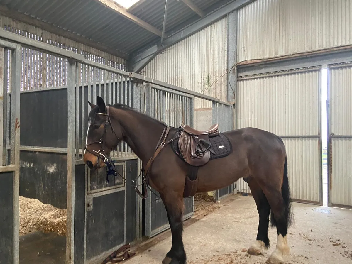 10yr old gelding - Image 1