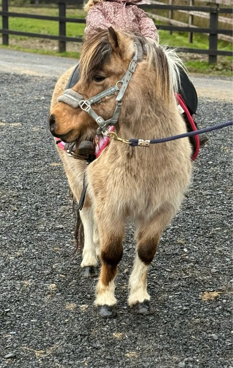 DREAM FIRST PONY - Image 1