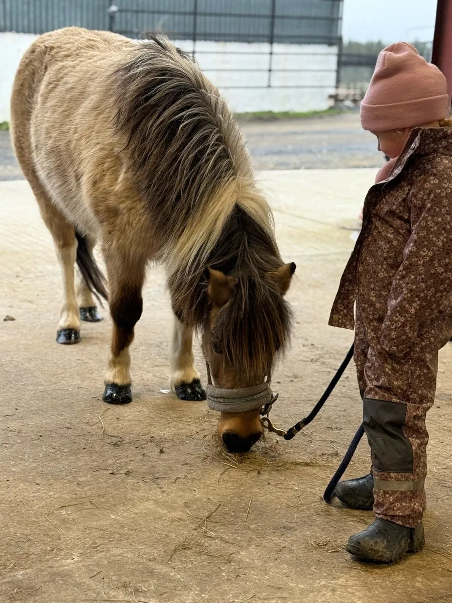 DREAM FIRST PONY - Image 2