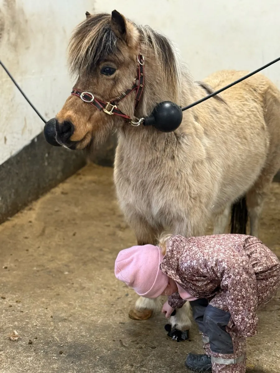 DREAM FIRST PONY - Image 4