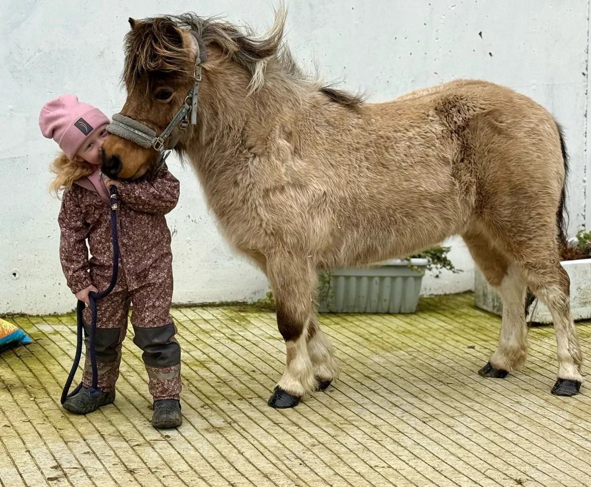 DREAM FIRST PONY - Image 3