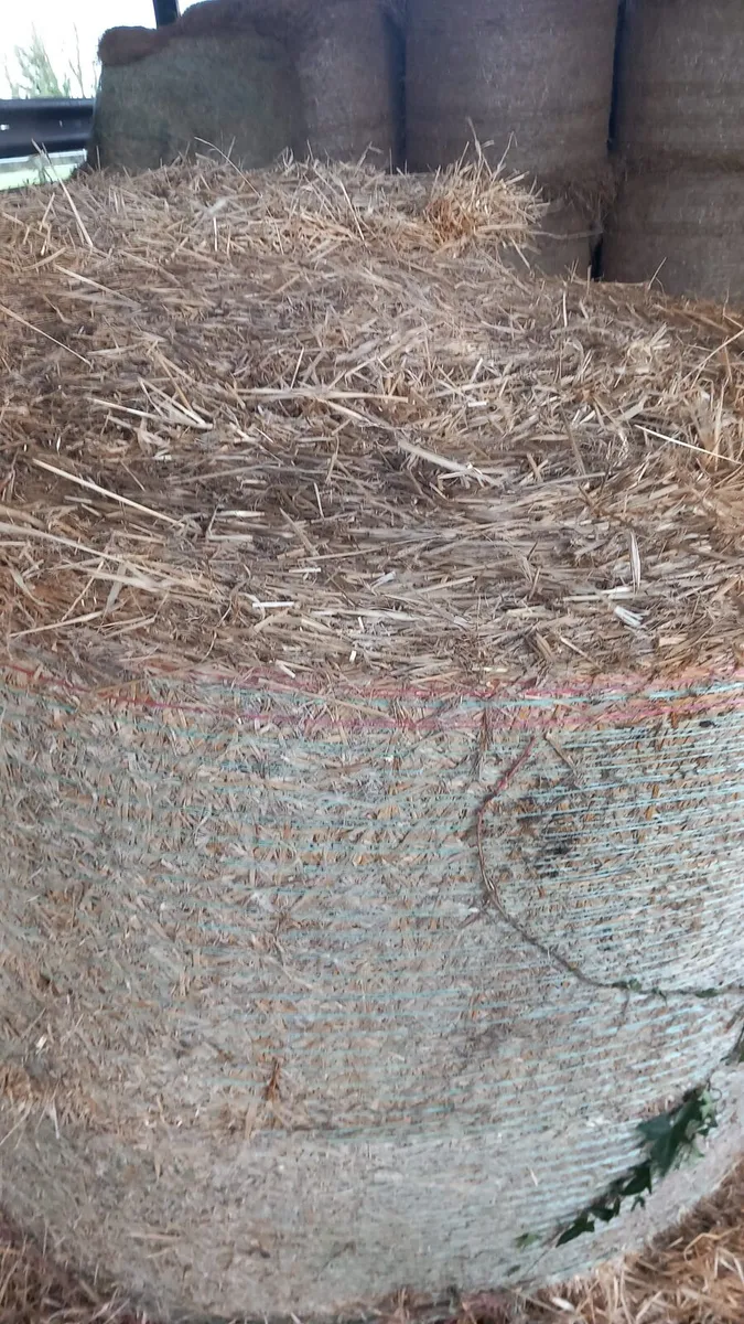 Straw for Sale - Image 3