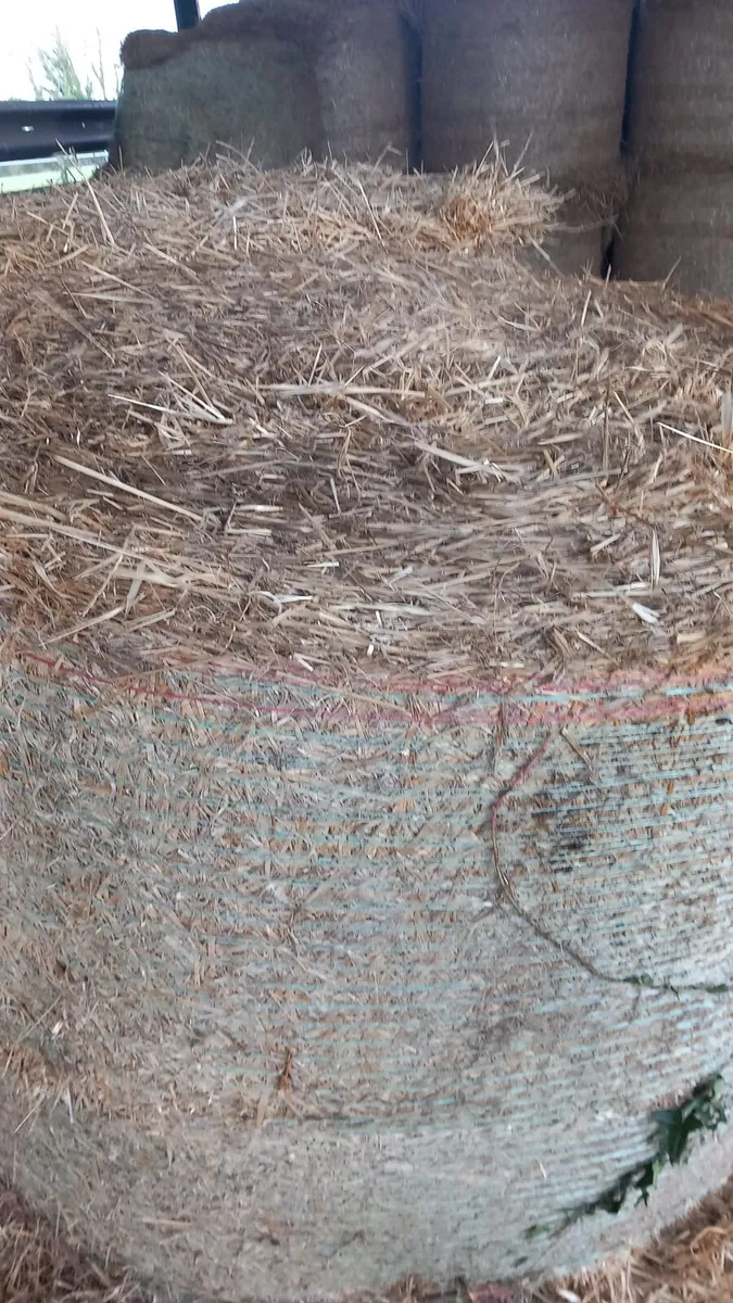 Straw for Sale - Image 4