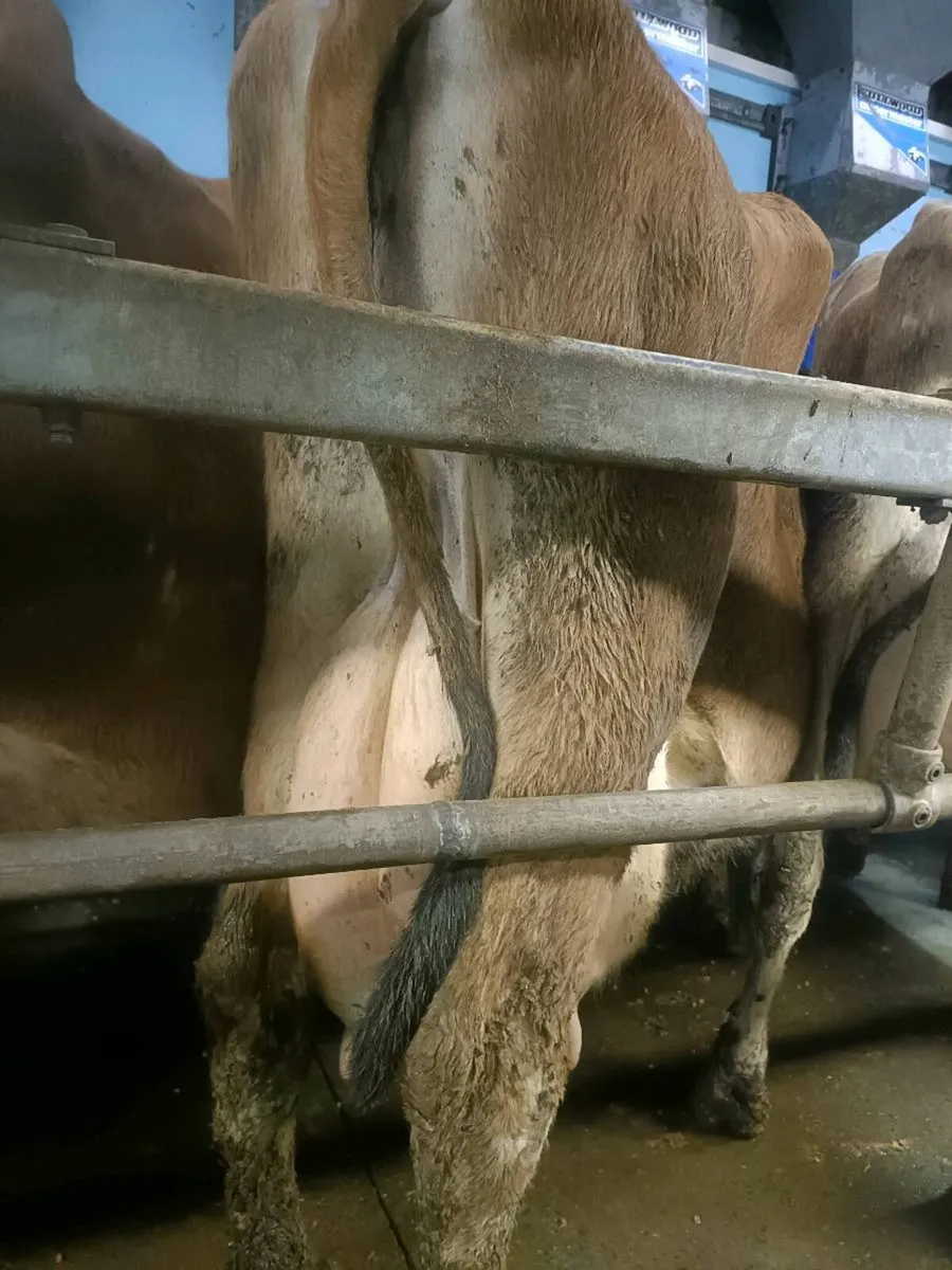 Cow for milking or suckling - Image 1