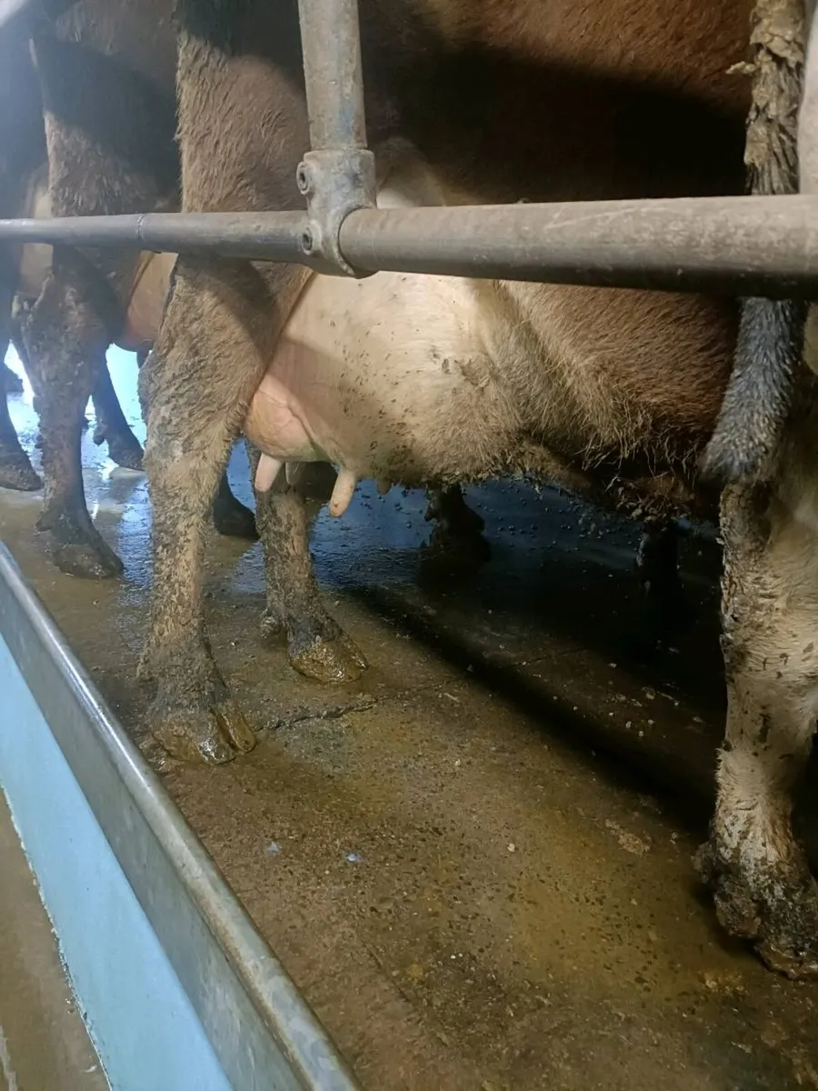 Cow for milking or suckling - Image 2