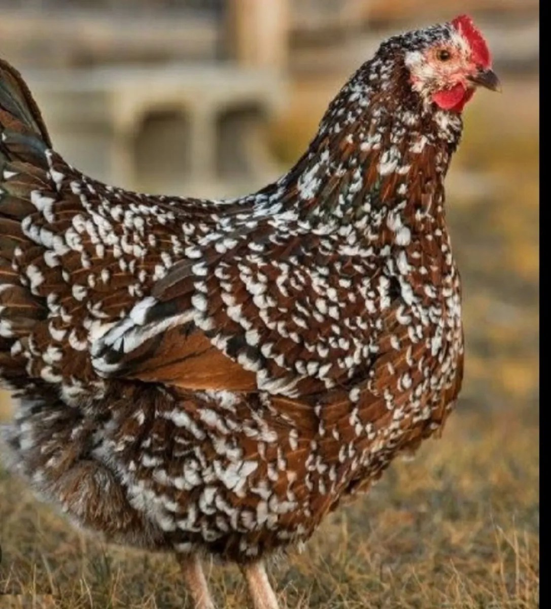 Looking for speckled Sussex pair.