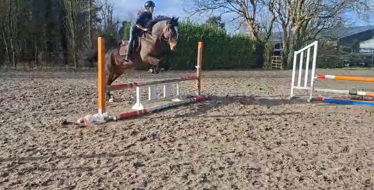 10yr old gelding - Image 4