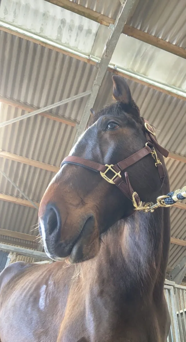 10yr old gelding - Image 3