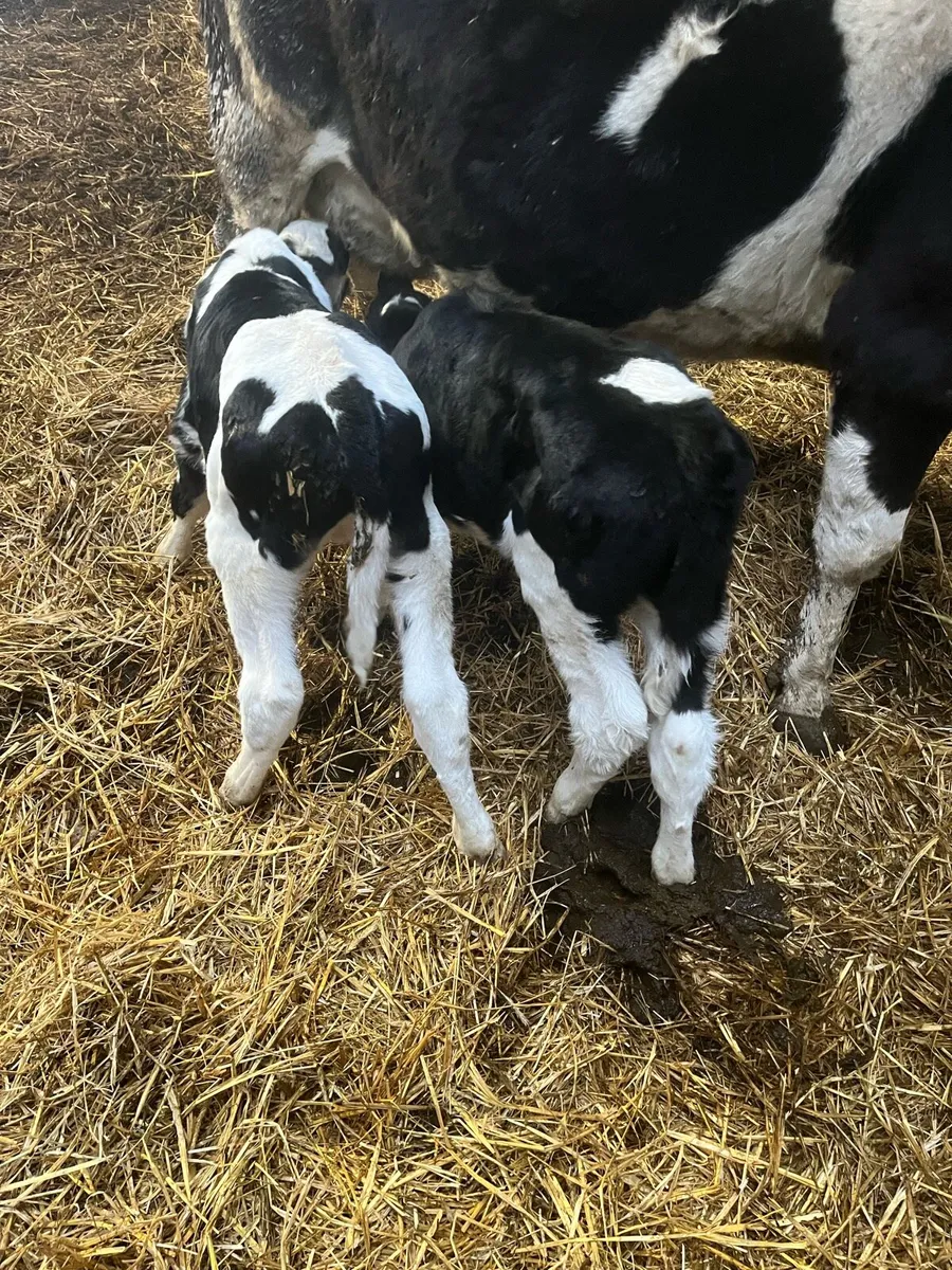 Cow and calves for sale - Image 2