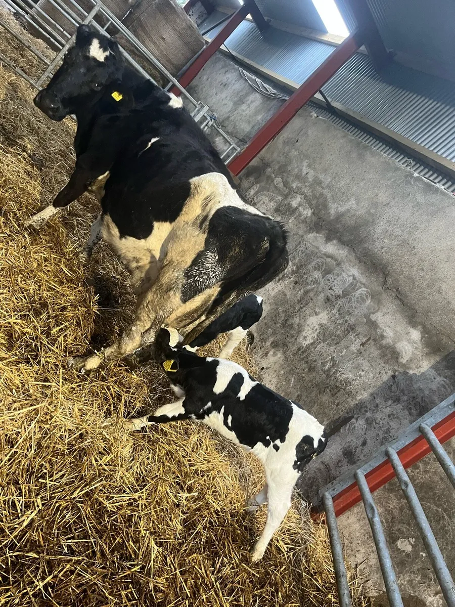 Cow and calves for sale - Image 1